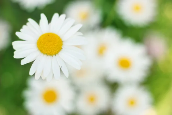 stock image Camomile