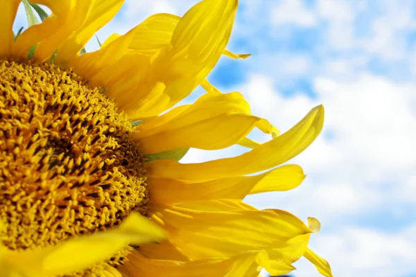 stock image Sunflower