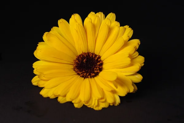 Yellowe 꽃 — 스톡 사진