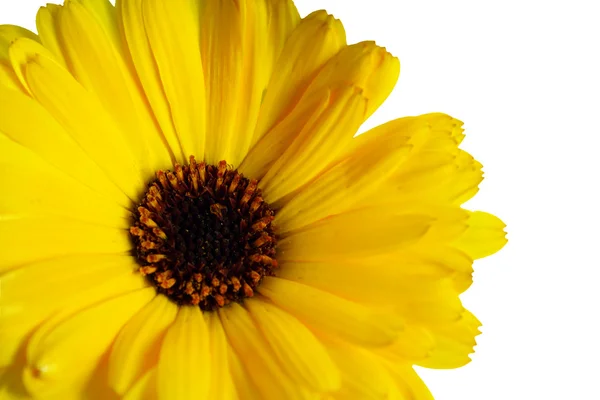 Yellowe 꽃 — 스톡 사진