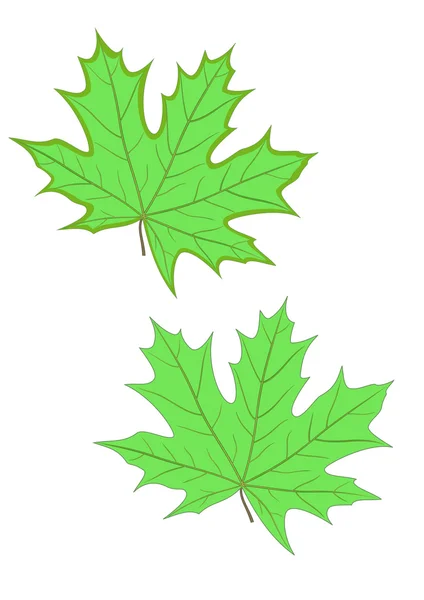 Dos hojas de arce — Vector de stock