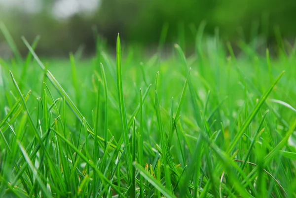 stock image Nature green grass