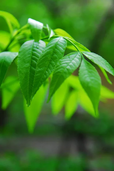 stock image Leaves after rain