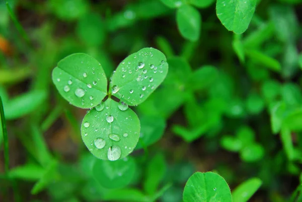 Green clover leaves after — Stock Photo, Image