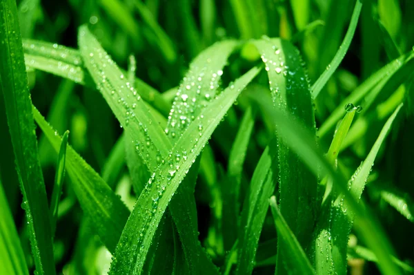 Färskt grönt gräs Royaltyfria Stockfoton
