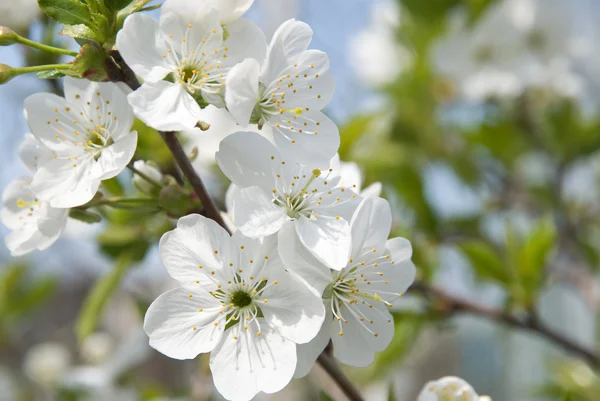 Blossoming cherry