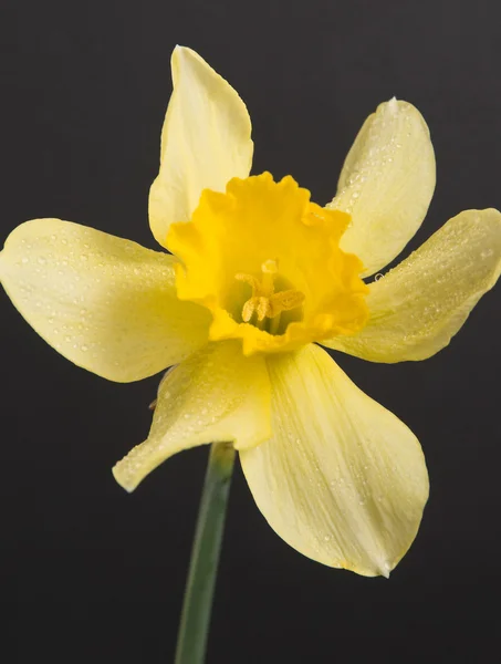 stock image Flower the Narcissus