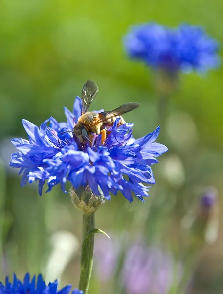 Korenbloem dubbele en een bee — Stockfoto
