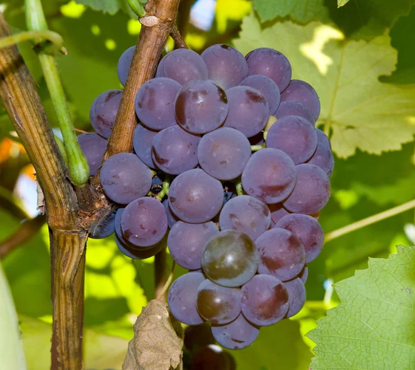 stock image Grapes