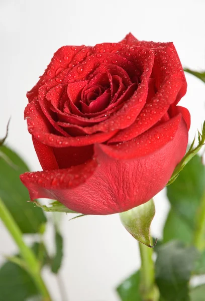 stock image Rose with water drops