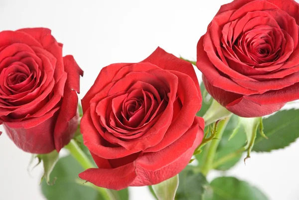 stock image Three red roses