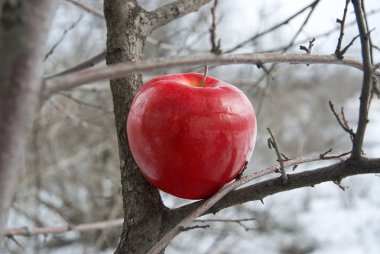 Winter apple clipart