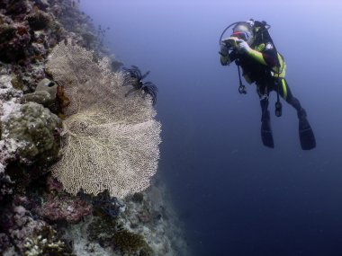 Diver taking photograph of coral sea fan clipart