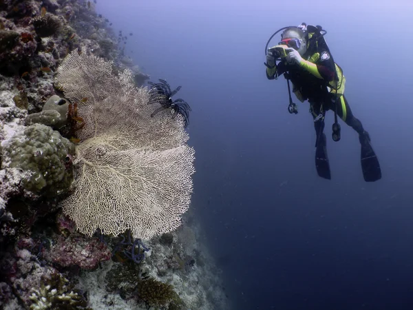 Potápěč brát fotografie Korálového moře fanoušků — Stock fotografie