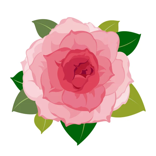 牡丹の花のベクトル — ストックベクタ
