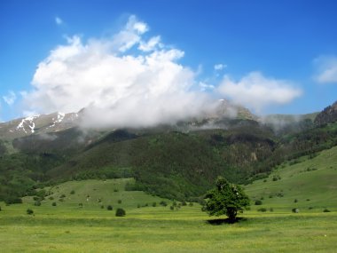 bahar zamanı Alpin çayır