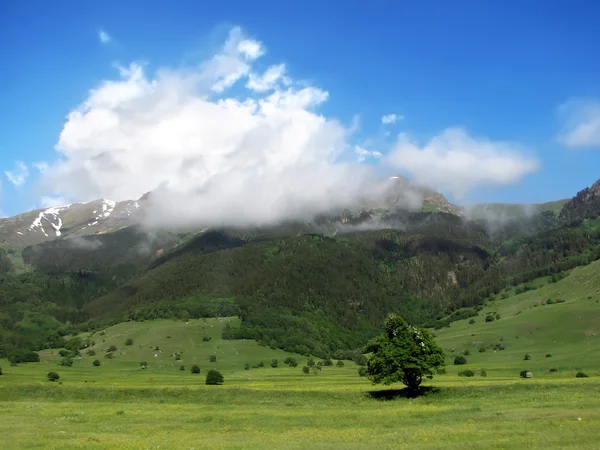 stock image Alpine meadow in spring time