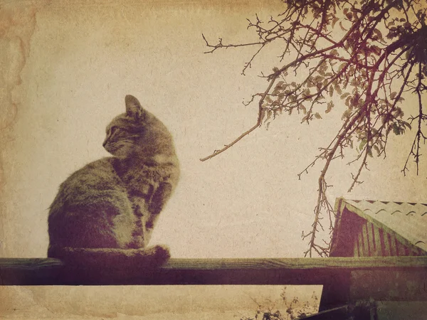 Ahşap Kiriş üzerinde oturan kedi — Stok fotoğraf