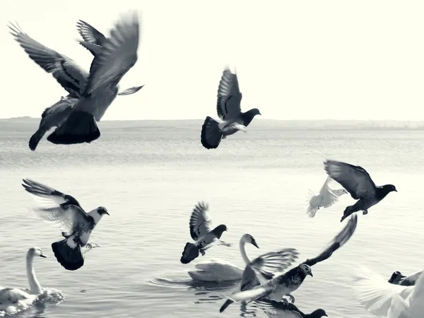 Gołębie w locie — Zdjęcie stockowe