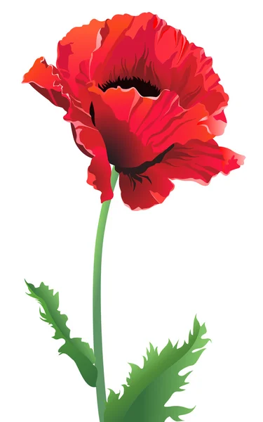 Flor de amapola de cerca — Vector de stock