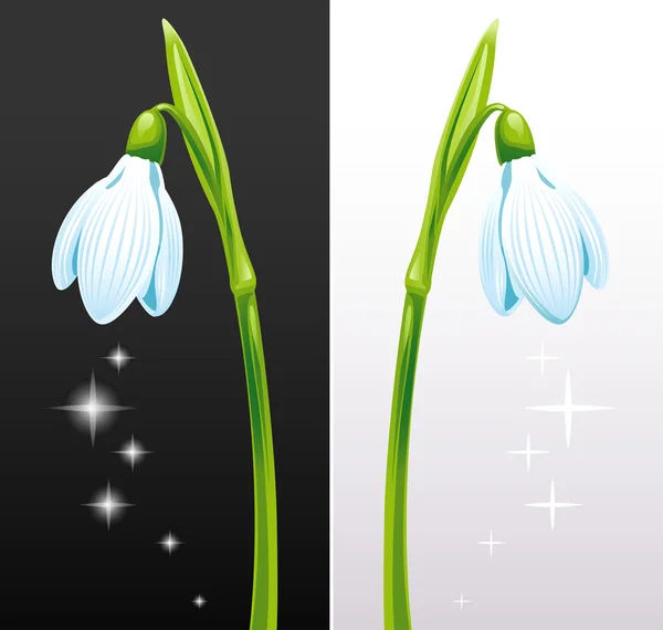 Izolované sněženky květiny — Stockový vektor