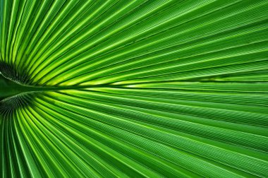 simetrik palmiye yaprağı yakın çekim