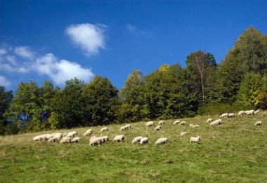 Sheeps in the mountains clipart