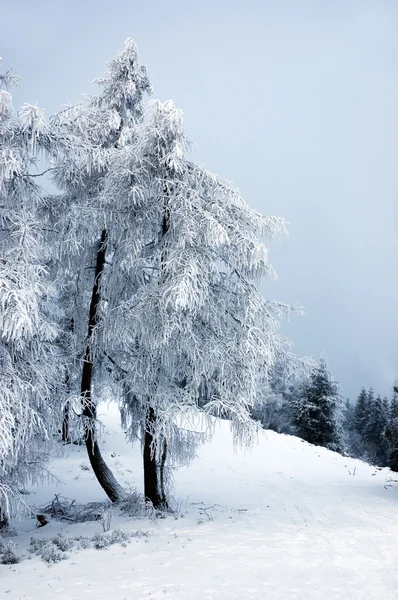 Neige hiver arbres — Photo