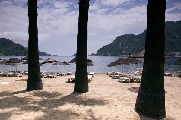 stock image Palm trees on the beach