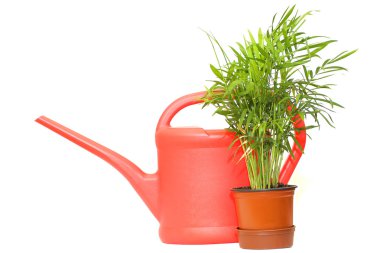 Watering can and green plant clipart