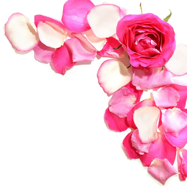 Розы на белом фоне — стоковое фото