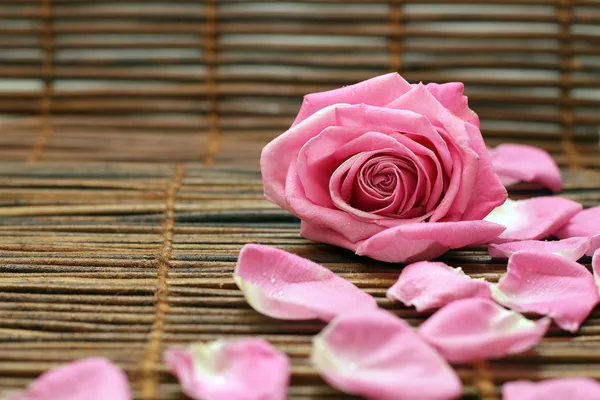Rosa e pétalas de rosa — Fotografia de Stock