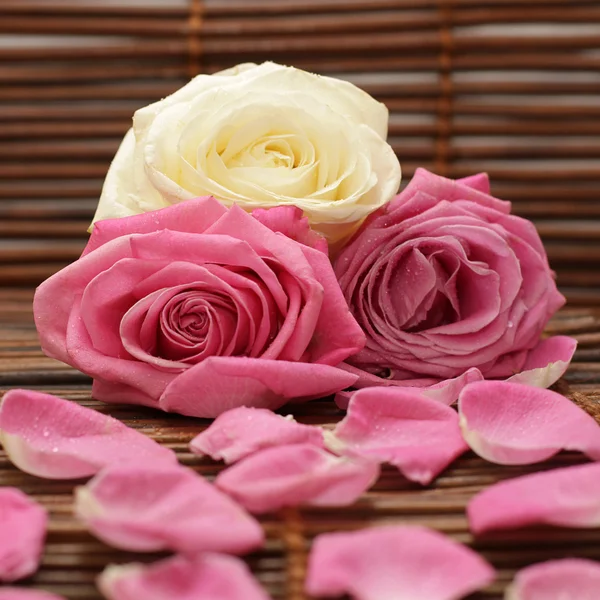 Rosa e rosas brancas e pétalas de rosa — Fotografia de Stock