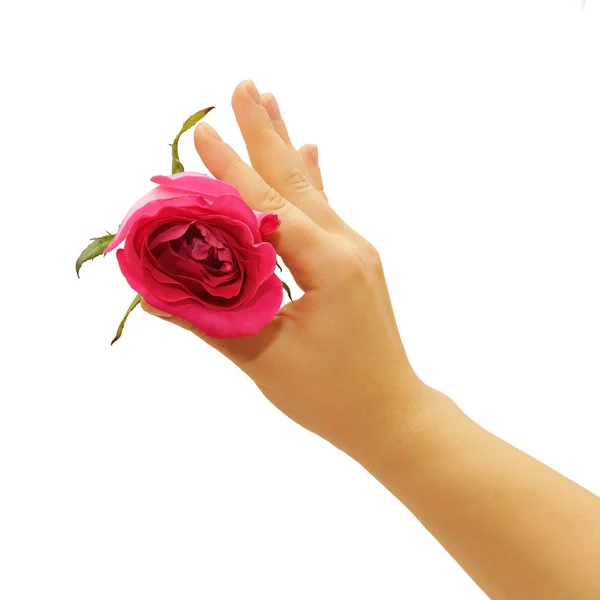 手指与玫瑰 — 图库照片