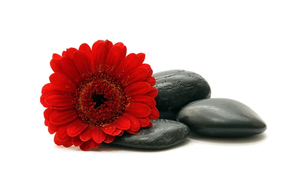 Камень с цветами — стоковое фото