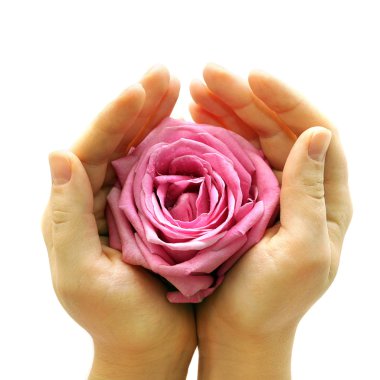 Pink rose in two hands clipart