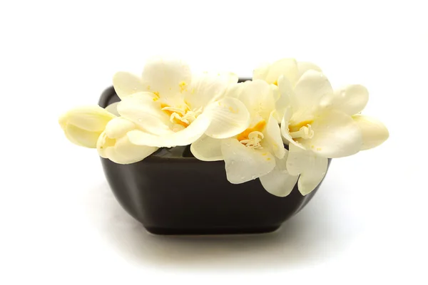 Delicadas flores blancas — Foto de Stock