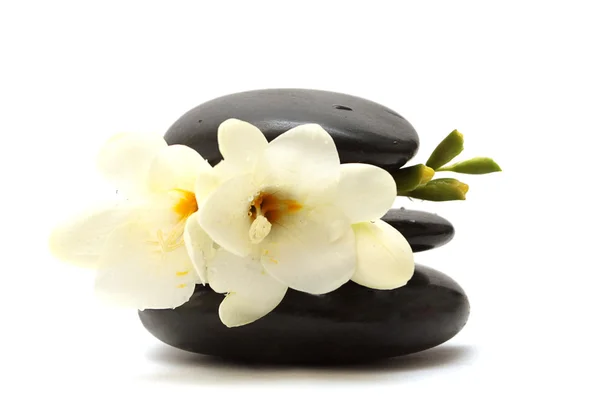 Pierres noires et fleur blanche — Photo