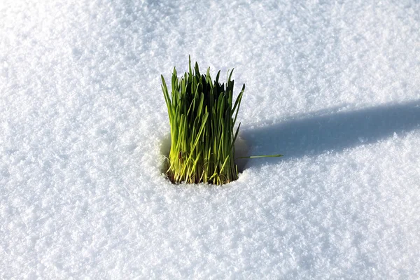 雪地里的绿草 — 图库照片