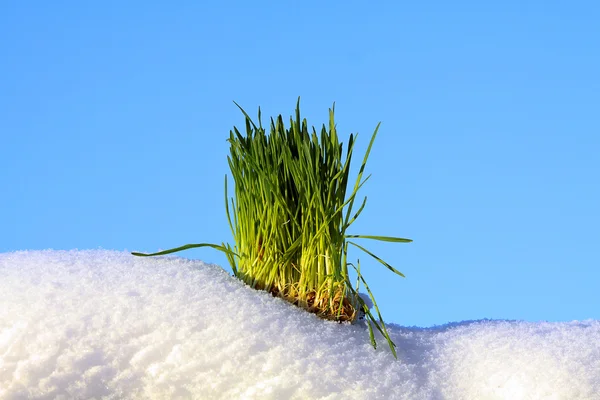 Πράσινο γρασίδι, λευκό χιόνι και μπλε ουρανό — Φωτογραφία Αρχείου