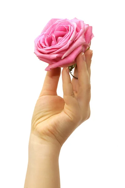 Dedos com rosa — Fotografia de Stock