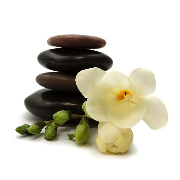 Черные камни и белый цветок — стоковое фото