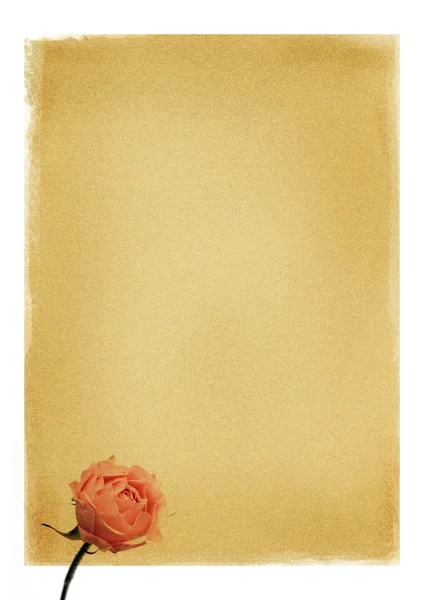 Ретро бумага с розой — стоковое фото