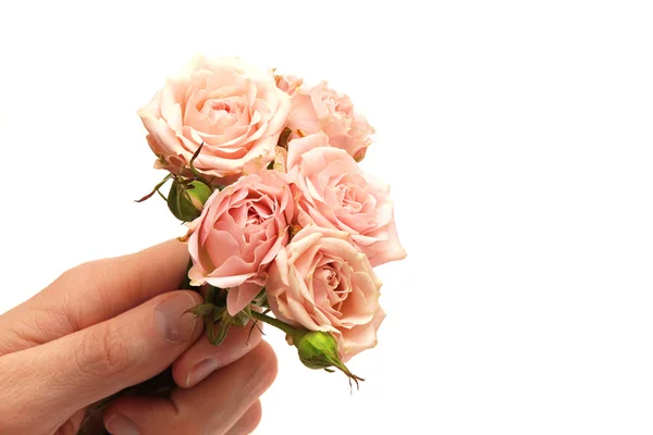 Pink roses in hand isolated on white ba — Stock Photo, Image