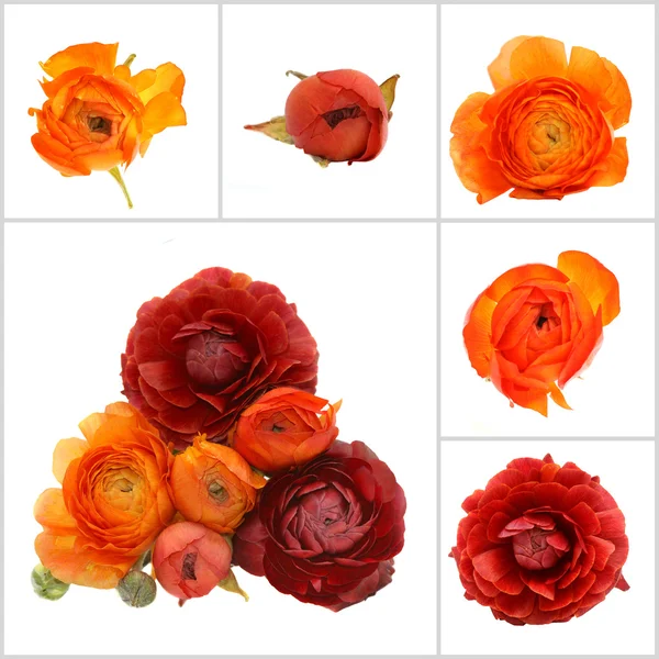 Orange blommor isolerade — Stockfoto