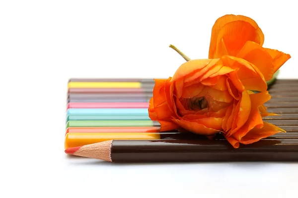 Lápices de colores y flor naranja —  Fotos de Stock