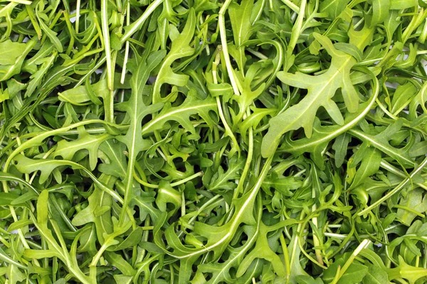 stock image Background of fresh green arugula leaves