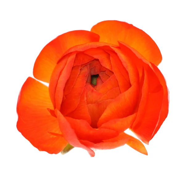Orange blomma isolerade — Stockfoto