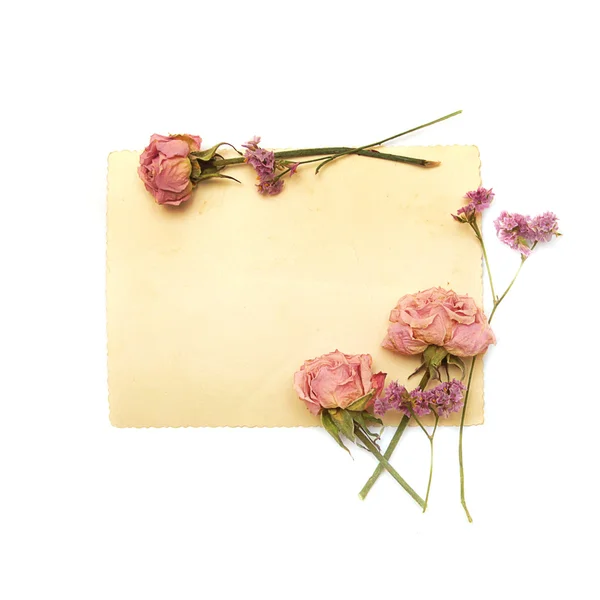 Vintage papír, puha rózsaszín rózsa — Stock Fotó