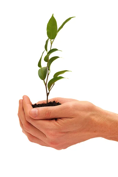 Tree in a male hands isolated — Stock Photo, Image